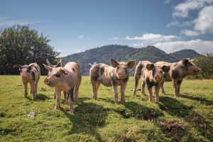 AdobeStock 228900154 1920 tiny